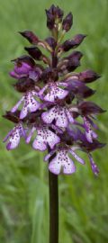 Orchis purpurea